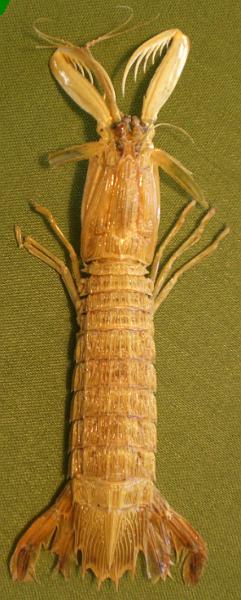 carinosquilla carinata T.F.C..bmp